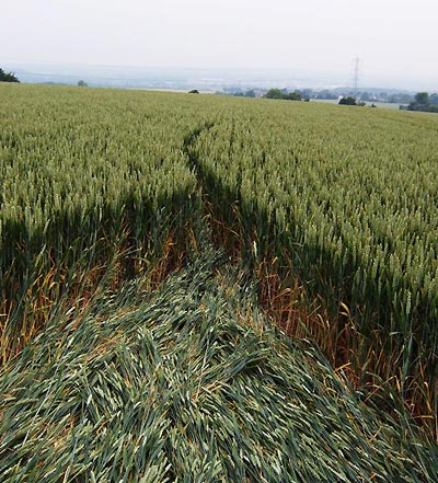 Bluebell Hill, Kent crop circle, aerial photo 6