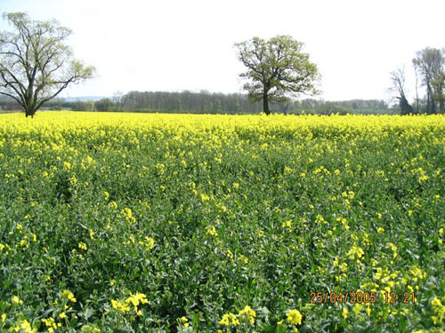 St Catherine's Well, Loversall nr Doncaster crop circle, aerial photo 8