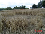 Chalfont St Peter, Buckinghamshire crop circle, aerial photo 6