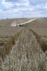 Chalfont St Peter, Buckinghamshire crop circle, aerial photo 11