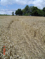 Chalfont St Peter, Buckinghamshire crop circle, aerial photo 12