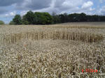 Chalfont St Peter, Buckinghamshire crop circle, aerial photo 16