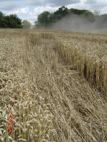 Chalfont St Peter, Buckinghamshire crop circle, aerial photo 18