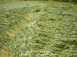 Cuxham, Oxfordshire crop circle, aerial photo 20