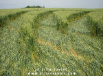 Cuxham, Oxfordshire crop circle, aerial photo 21