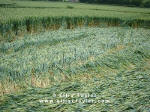Cuxham, Oxfordshire crop circle, aerial photo 15
