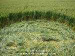 Cuxham, Oxfordshire crop circle, aerial photo 16