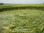 Cuxham, Oxfordshire crop circle, aerial photo 17