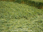 Cuxham, Oxfordshire crop circle, aerial photo 19