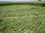 Cuxham, Oxfordshire crop circle, aerial photo 14