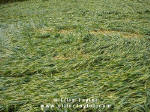 Cuxham, Oxfordshire crop circle, aerial photo 13