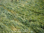 Cuxham, Oxfordshire crop circle, aerial photo 12