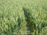 Cuxham, Oxfordshire crop circle, aerial photo 9