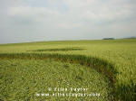Cuxham, Oxfordshire crop circle, aerial photo 8