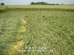 Cuxham, Oxfordshire crop circle, aerial photo 7