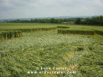 Cuxham, Oxfordshire crop circle, aerial photo 5
