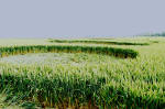 Cuxham, Oxfordshire crop circle, aerial photo 22