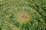 Cuxham, Oxfordshire crop circle, aerial photo 23