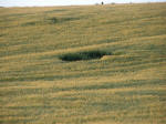 Clatford Bottom, Wilshire crop circle, aerial photo 9