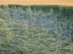 Clatford Bottom, Wilshire crop circle, aerial photo 10