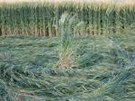Clatford Bottom, Wilshire crop circle, aerial photo 11