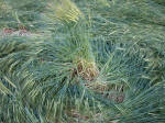 Clatford Bottom, Wilshire crop circle, aerial photo 13