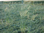 Clatford Bottom, Wilshire crop circle, aerial photo 14