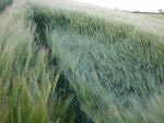 Clatford Bottom, Wilshire crop circle, aerial photo 15