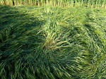 Clatford Bottom, Wilshire crop circle, aerial photo 26