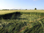 Clatford Bottom, Wilshire crop circle, aerial photo 28
