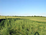 Clatford Bottom, Wilshire crop circle, aerial photo 29