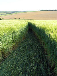 Clatford Bottom, Wilshire crop circle, aerial photo 18