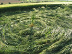 Clatford Bottom, Wilshire crop circle, aerial photo 31