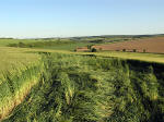 Clatford Bottom, Wilshire crop circle, aerial photo 34