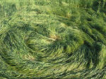 Clatford Bottom, Wilshire crop circle, aerial photo 35