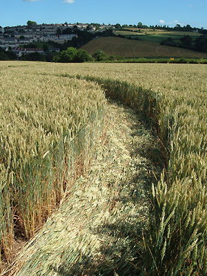 Clays End, Somerset crop circle, aerial photo 5