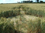 Clays End, Somerset crop circle, aerial photo 6