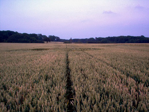 Coombe Abbey, Warwickshire crop circle, aerial photo 3