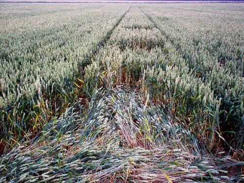 Coombe Abbey, Warwickshire crop circle, aerial photo 5