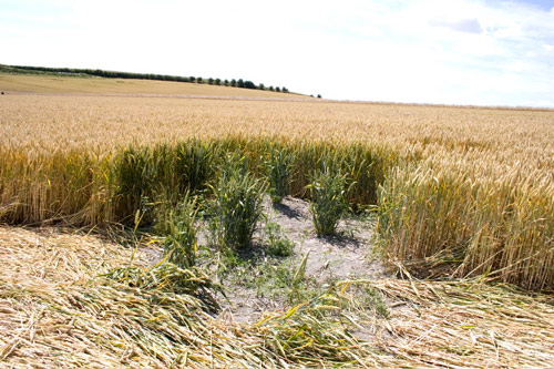 East Field, Wiltshire crop circle, aerial photo 30