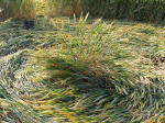 East Field, Wiltshire crop circle, aerial photo 8