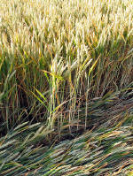 East Field, Wiltshire crop circle, aerial photo 9