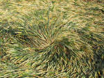 East Field, Wiltshire crop circle, aerial photo 6