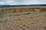 East Field, Wiltshire crop circle, aerial photo 12