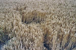 East Field, Wiltshire crop circle, aerial photo 14