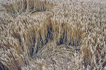 East Field, Wiltshire crop circle, aerial photo 19