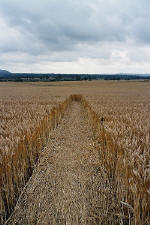 East Field, Wiltshire crop circle, aerial photo 21
