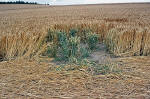 East Field, Wiltshire crop circle, aerial photo 26