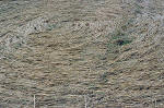 East Field, Wiltshire crop circle, aerial photo 27
