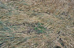 East Field, Wiltshire crop circle, aerial photo 29